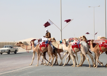 Camels going back home from a race in Qatar, Middle East