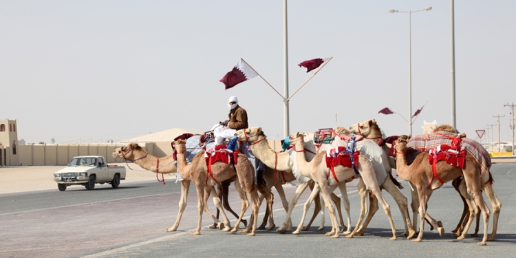 Camels going back home from a race in Qatar, Middle East
