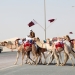 Camels going back home from a race in Qatar, Middle East