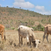 Five Killed in Ethnic Clashes Following Cattle Rustling in Nakuru-Narok Border Area