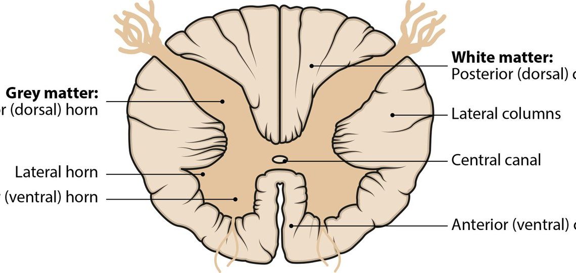 Acute flaccid myelitis (AFM)