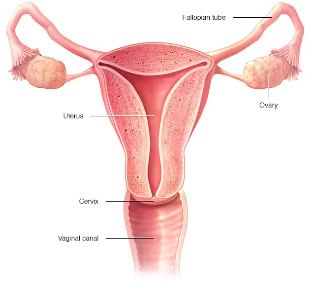 Amenorrhea (uh-men-o-REE-uh)