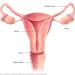 Amenorrhea (uh-men-o-REE-uh)