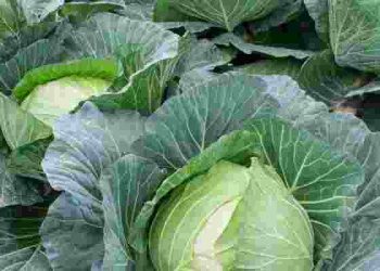 Cabbage Farming in Kenya: A Profitable Agribusiness