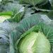 Cabbage Farming in Kenya: A Profitable Agribusiness