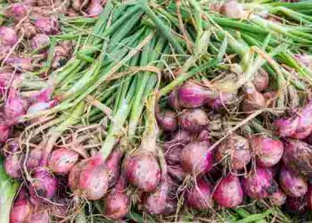 Onion Farming in Kenya: A Profitable Agribusiness Venture