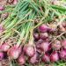 Onion Farming in Kenya: A Profitable Agribusiness Venture