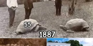 Happy 191st Birthday to Jonathan, the World’s Oldest Living Land Animal!