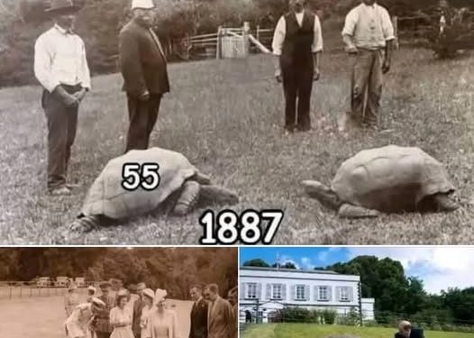 Happy 191st Birthday to Jonathan, the World’s Oldest Living Land Animal!
