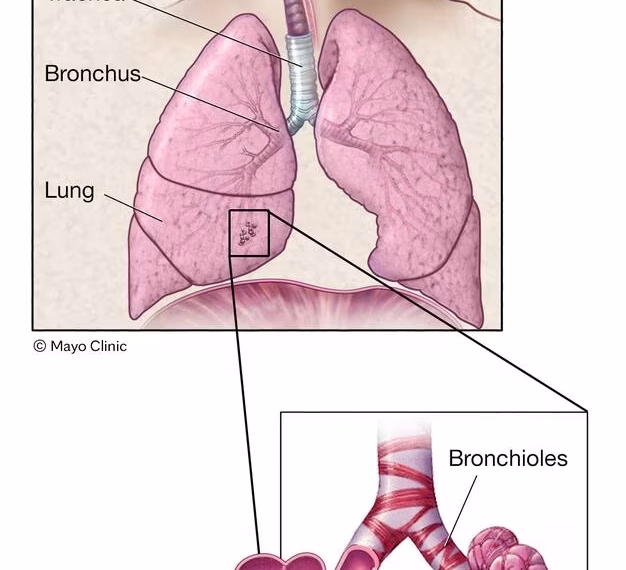 Bronchioles and alveoli in the lungs
