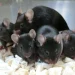 Could Mouse Sperm in Orbit Unlock Humanity's Future in Space?