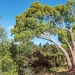 Kenyan Laws on Eucalyptus Tree Planting: Environmental and Legal Guidelines