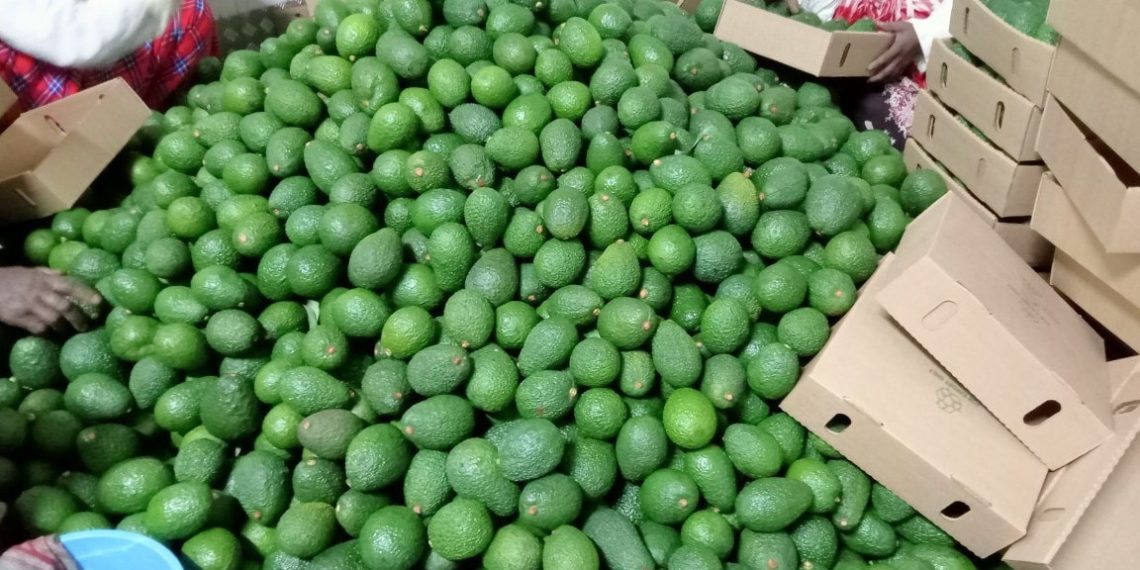 Fresh Kisii Avocado Fruits For Local & Export Markets