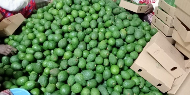 Fresh Kisii Avocado Fruits For Local & Export Markets