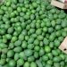 Fresh Kisii Avocado Fruits For Local & Export Markets