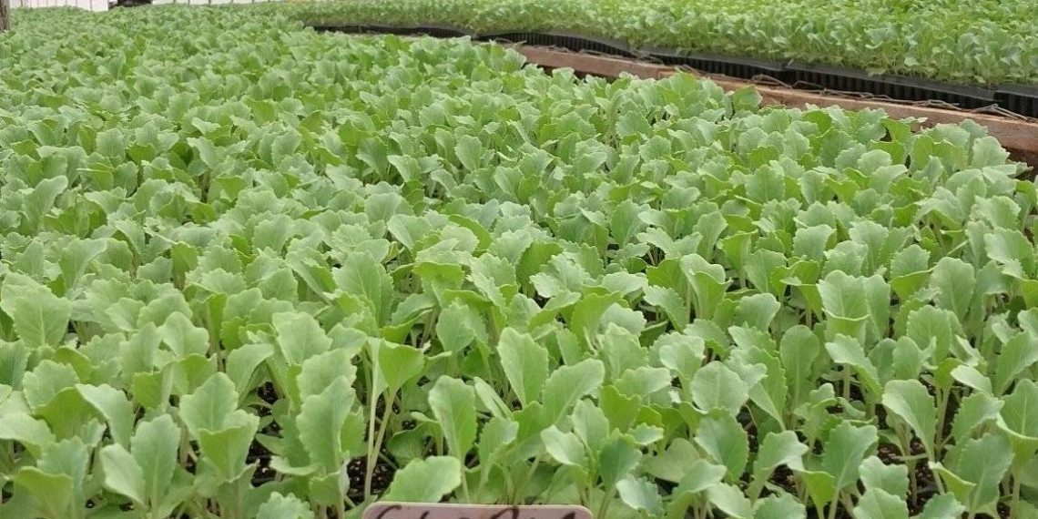 Kisii & Nyamira Counties Seedlings Suppliers