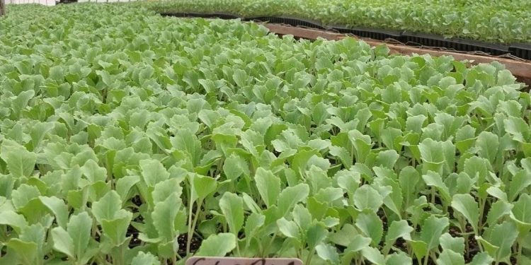 Kisii & Nyamira Counties Seedlings Suppliers