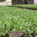 Kisii & Nyamira Counties Seedlings Suppliers