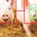 How AI is Being Used to Reveal Emotions in Animals