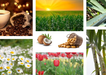 Role of Agriculture and Food Authority (AFA) in Kenya