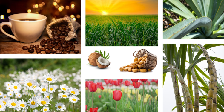 Role of Agriculture and Food Authority (AFA) in Kenya