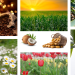 Role of Agriculture and Food Authority (AFA) in Kenya