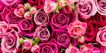 Alone on Valentine’s Day? 11 Ways to Enjoy the Day When You’re Single