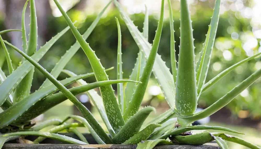Aloe Vera: Africa’s Diverse Healer and Its Conservation Challenge
