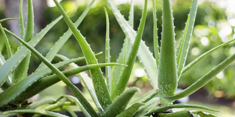 Aloe Vera: Africa’s Diverse Healer and Its Conservation Challenge