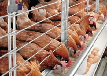 Guide to Poultry Farming in Kimilili