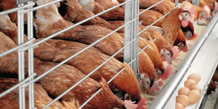 Guide to Poultry Farming in Kimilili