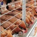 Guide to Poultry Farming in Kimilili
