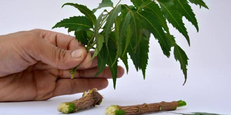 Mwarubaini: The 40-Disease Tree Healing Kenya Naturally