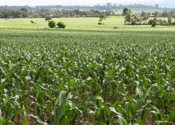 Top 22 Richest People in Trans Nzoia County