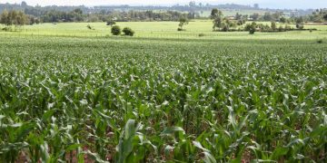 Top 22 Richest People in Trans Nzoia County