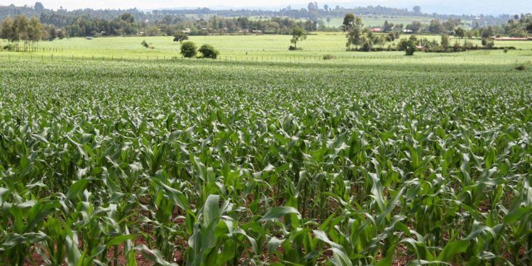 Top 22 Richest People in Trans Nzoia County