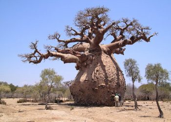 Baobab Tree: Nature’s Ancient Remedy for Wellness