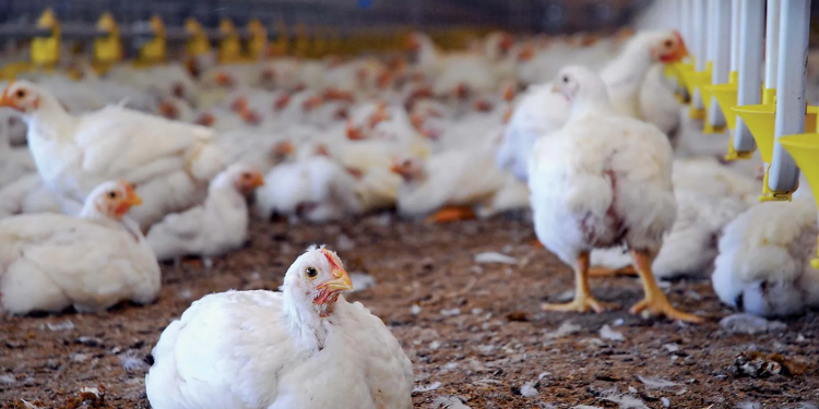poultry