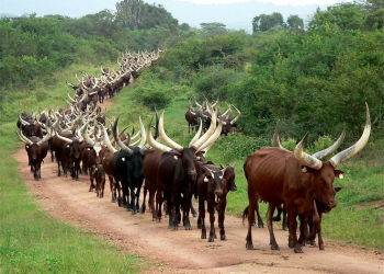 Wabutubile of Walumoli: The Sacred Tribute of Bukusu Ancestry