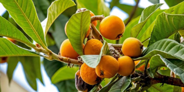 Rediscovering Edible African Fruits & Berries (Kamatunda Kemumusiru)