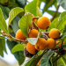 Rediscovering Edible African Fruits & Berries (Kamatunda Kemumusiru)