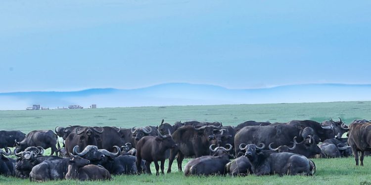 Plan Your Dream Safari: Maasai Mara Entry Fees, Balloon Rides & Accommodation Guide