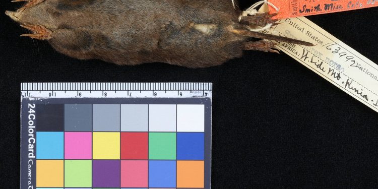 Mount Kenya Mole Shrew