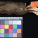 Mount Kenya Mole Shrew