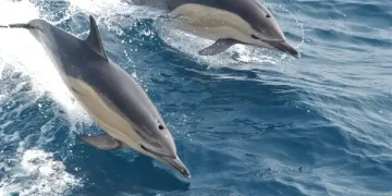 Pacific Ocean