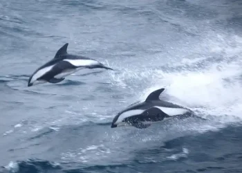 Southern Ocean