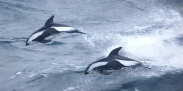 Southern Ocean
