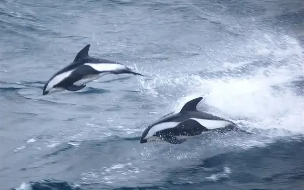 Southern Ocean