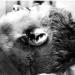 The lifeless body of Lord Eroll at City Mortuary showing a gunshot wound near the left ear after his 1941 murder.