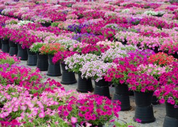 List of Floriculture Companies in Uganda